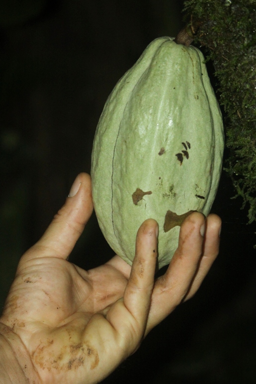 cacao